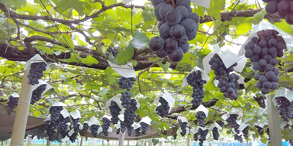 FRUIT PARK YOKOHAMA