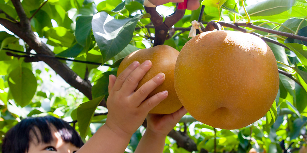 FRUIT PARK YOKOHAMA