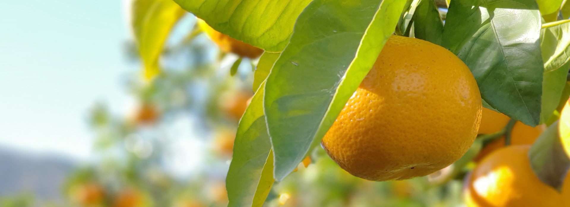 FRUIT PARK YOKOHAMA