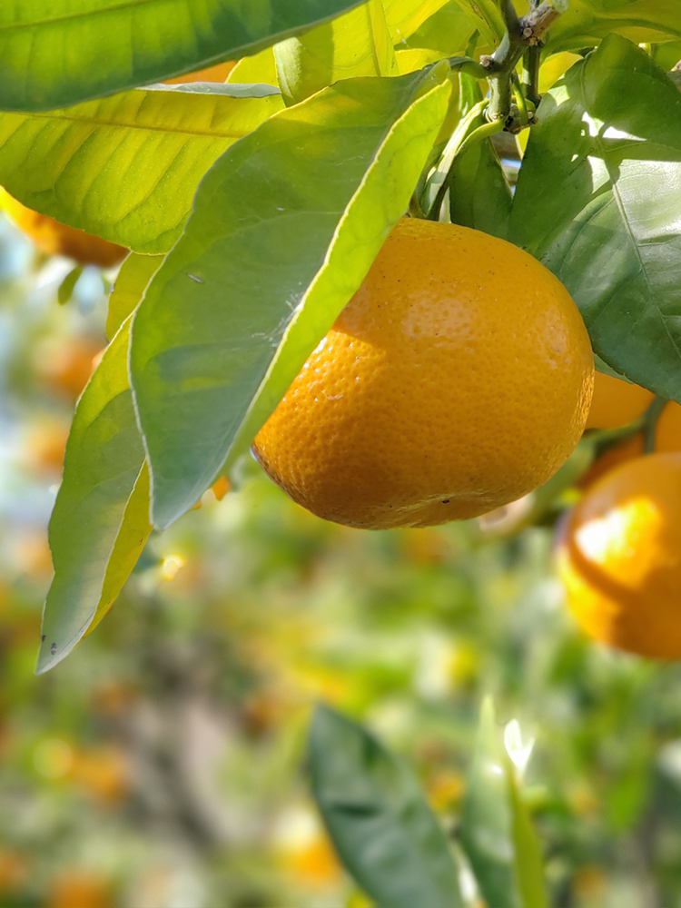 FRUIT PARK YOKOHAMA