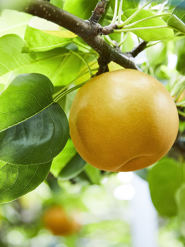 FRUIT PARK YOKOHAMA